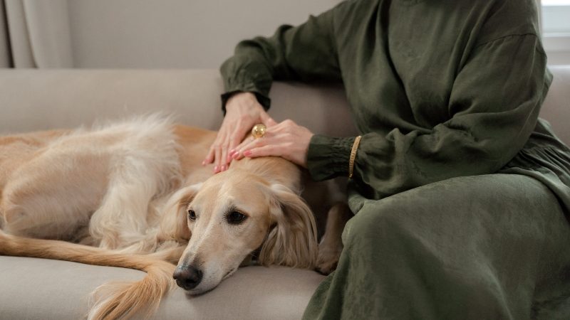 veterinary-homepage-IMG